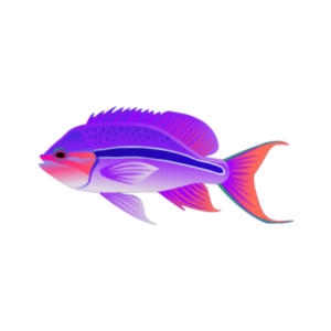 Imperial Striped Anthias